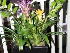 Indoor Plants 003